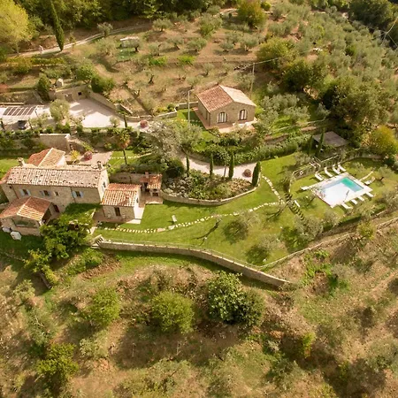 Olea Cortona